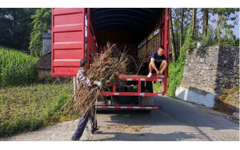 建始华牧“变废为宝”，积极开展秸秆回收